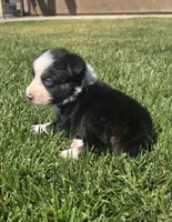 Chloe, a female Australian Shepherd for sale in Acton, CA – 4 of 7