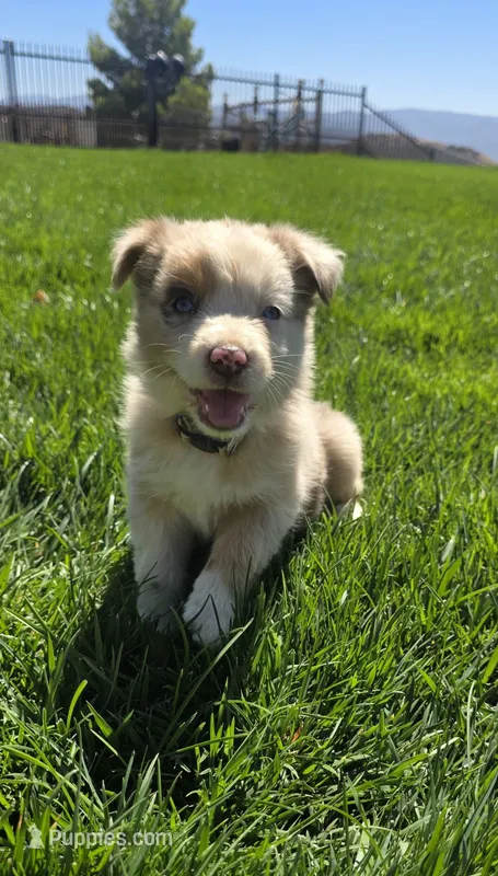 Juliet – Australian Shepherd puppy for sale in Acton, CA