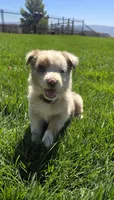Juliet, a female Australian Shepherd for sale in Acton, CA – 1 of 5