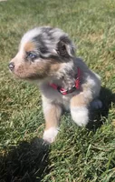 Sky, a female Australian Shepherd for sale in Acton, CA – 4 of 5