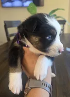 Chloe, a female Australian Shepherd for sale in Acton, CA – 3 of 7