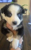 Bella, a female Australian Shepherd for sale in Acton, CA – 4 of 6