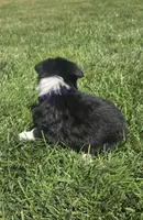 Chloe, a female Australian Shepherd for sale in Acton, CA – 7 of 7