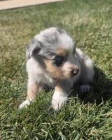 Sky, a female Australian Shepherd for sale in Acton, CA – 3 of 5