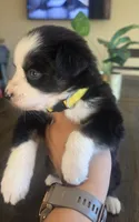 Layla, a female Australian Shepherd for sale in Acton, CA – 4 of 5
