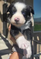 Chloe, a female Australian Shepherd for sale in Acton, CA – 6 of 7