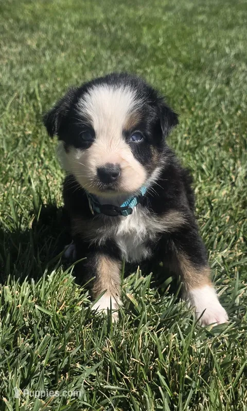 Bella – Australian Shepherd puppy for sale in Acton, CA