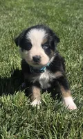 Bella, a female Australian Shepherd for sale in Acton, CA – 1 of 6