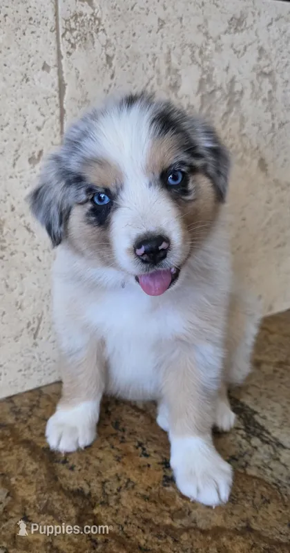 Sky – Australian Shepherd puppy for sale in Acton, CA
