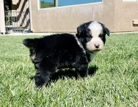 Dodger , a male Australian Shepherd for sale in Acton, CA – Photo 2 of 4
