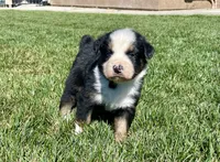 Dodger , a male Australian Shepherd for sale in Acton, CA – Photo 4 of 4
