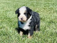 Dodger , a male Australian Shepherd for sale in Acton, CA – Photo 1 of 4
