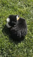 Layla, a female Australian Shepherd for sale in Acton, CA – 5 of 5