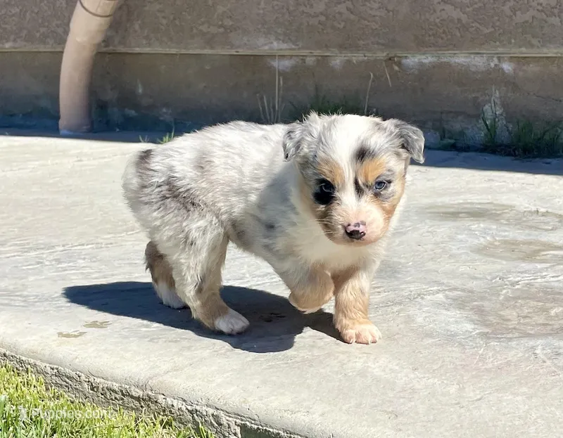 Fancy, a female Australian Shepherd for sale in Acton, CA – Photo 1 of 5