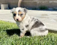 Fancy, a female Australian Shepherd for sale in Acton, CA – Photo 4 of 5