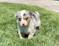Fancy, a female Australian Shepherd for sale in Acton, CA – Photo 2 of 5