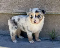 Fancy, a female Australian Shepherd for sale in Acton, CA – Photo 3 of 5