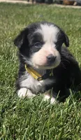 Layla, a female Australian Shepherd for sale in Acton, CA – 2 of 5
