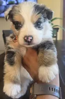 Scarlett, a female Australian Shepherd for sale in Acton, CA – 2 of 3