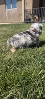 Scarlett, a female Australian Shepherd for sale in Acton, CA – 3 of 3