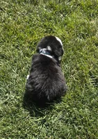 Bella, a female Australian Shepherd for sale in Acton, CA – 6 of 6