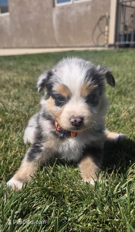 Scarlett – Australian Shepherd puppy for sale in Acton, CA