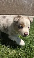 Juliet, a female Australian Shepherd for sale in Acton, CA – 3 of 5