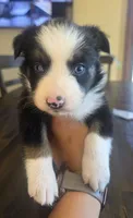 Chloe, a female Australian Shepherd for sale in Acton, CA – 2 of 7