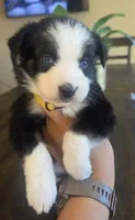 Layla, a female Australian Shepherd for sale in Acton, CA – 3 of 5