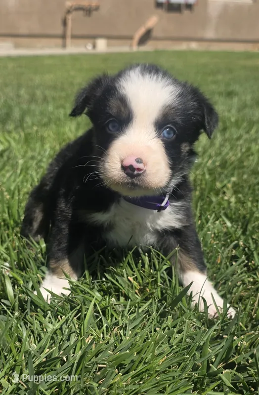 Chloe – Australian Shepherd puppy for sale in Acton, CA