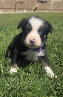 Chloe, a female Australian Shepherd for sale in Acton, CA – 1 of 7