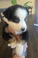 Bella, a female Australian Shepherd for sale in Acton, CA – 3 of 6