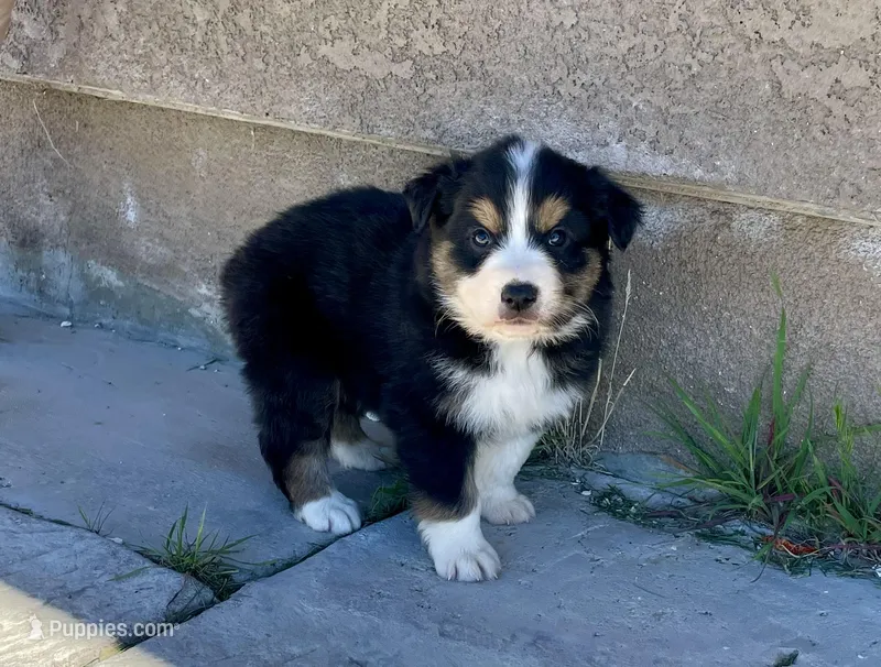 Bowser, a male Australian Shepherd for sale in Acton, CA – Photo 1 of 2