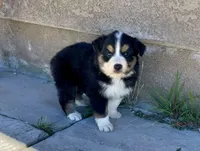 Bowser, a male Australian Shepherd for sale in Acton, CA – Photo 1 of 2