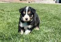 Bowser, a male Australian Shepherd for sale in Acton, CA – Photo 2 of 2