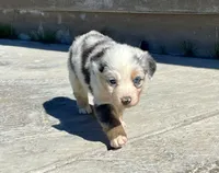 Juliet , a female Australian Shepherd for sale in Acton, CA – Photo 2 of 6