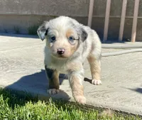Juliet , a female Australian Shepherd for sale in Acton, CA – Photo 4 of 6