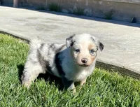Juliet , a female Australian Shepherd for sale in Acton, CA – Photo 5 of 6