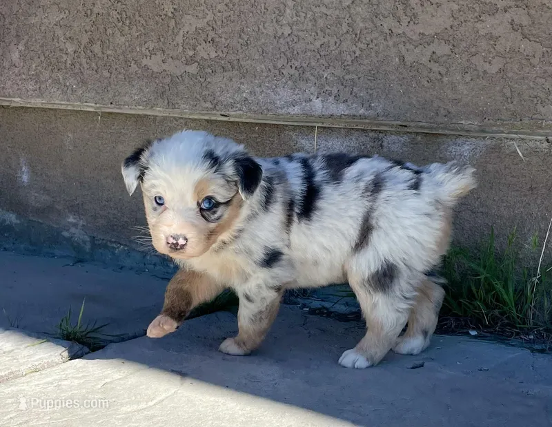 Juliet , a female Australian Shepherd for sale in Acton, CA – Photo 1 of 6