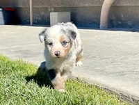 Juliet , a female Australian Shepherd for sale in Acton, CA – Photo 3 of 6