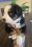 Bella, a female Australian Shepherd for sale in Acton, CA – 2 of 6