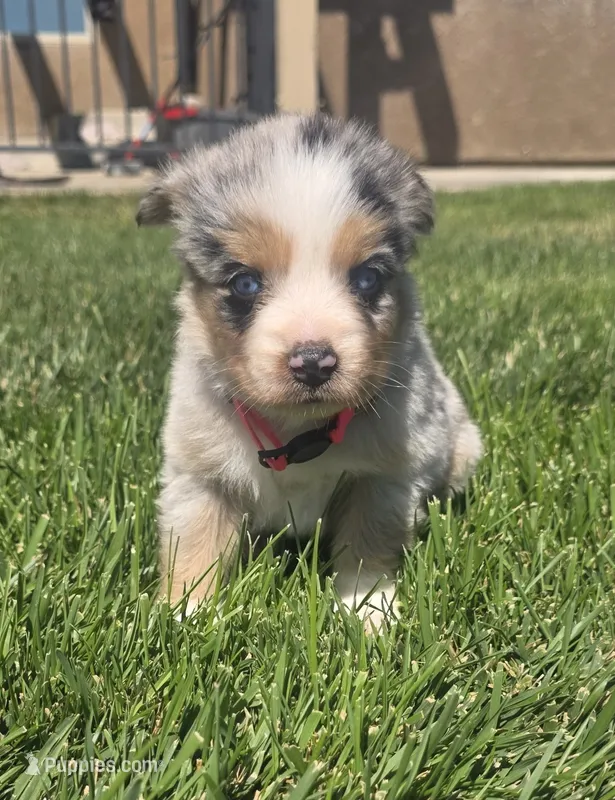 Sky – Australian Shepherd puppy for sale in Acton, CA