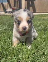 Sky, a female Australian Shepherd for sale in Acton, CA – 1 of 5