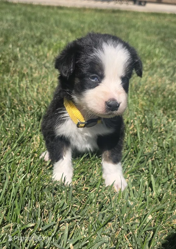 Layla – Australian Shepherd puppy for sale in Acton, CA