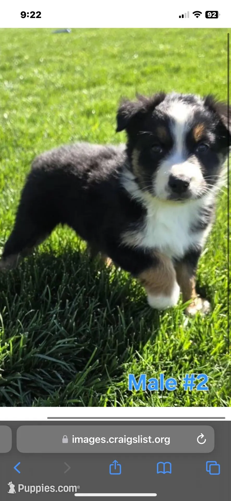 Dillon – Australian Shepherd puppy for sale in Acton, CA