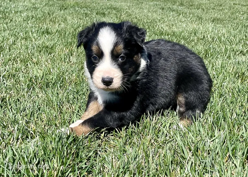 Dillon, a male Australian Shepherd for sale in Acton, CA – Photo 1 of 4