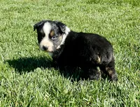 Dillon, a male Australian Shepherd for sale in Acton, CA – Photo 2 of 4