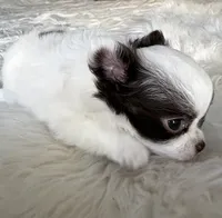 Emmy, a female Chihuahua for sale in Reno, NV – 4 of 10