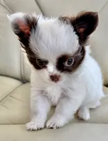 Emmy, a female Chihuahua for sale in Reno, NV – 1 of 10