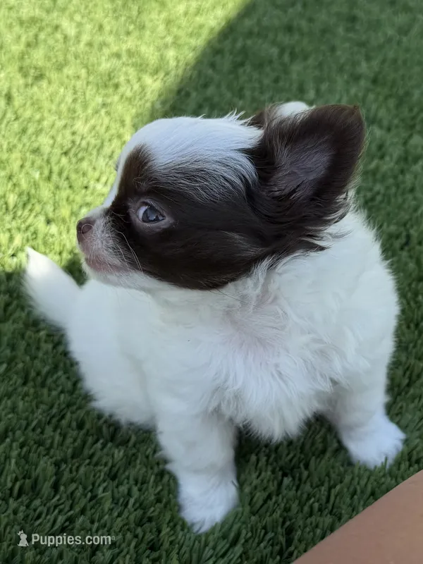 Emmy – Chihuahua puppy for sale in Reno, NV
